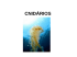 Cnidarios - WordPress.com