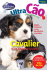 King Charles Spaniel