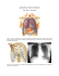 ANATOMIA DO TÓRAX POR IMAGEM Prof. Dante L. Escuissato