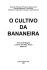 o cultivo da bananeira