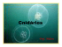 Cnidarios