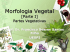 Morfologia Vegetal