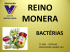 reino monera bactérias