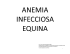 Anemia Infecciosa Equina