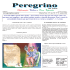 Peregrino