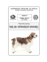 welsh springer spaniel