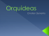 Orquídeas - ESALQ