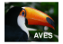 Aula de Aves