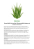 Aloe Vera - LifestyleMarketing