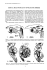 genital bulb muscles in entelegyne spider s