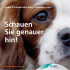 Leidet ihr Hund unter dem Trockenem Auge