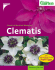 Clematis